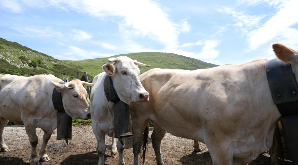 Fête de la Marque d'Urepel : sur le plateau de Sorrogain, vaches en attente qu'on leur retire les sonnailles.