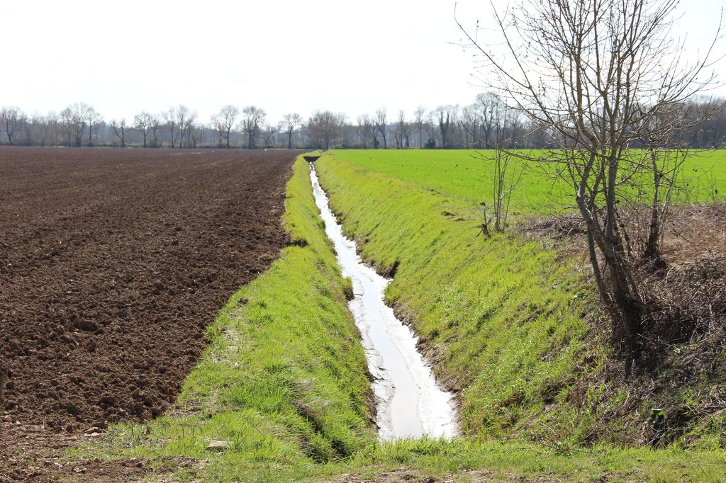 Fossé de drainage alimentant le chenal depuis le sud.