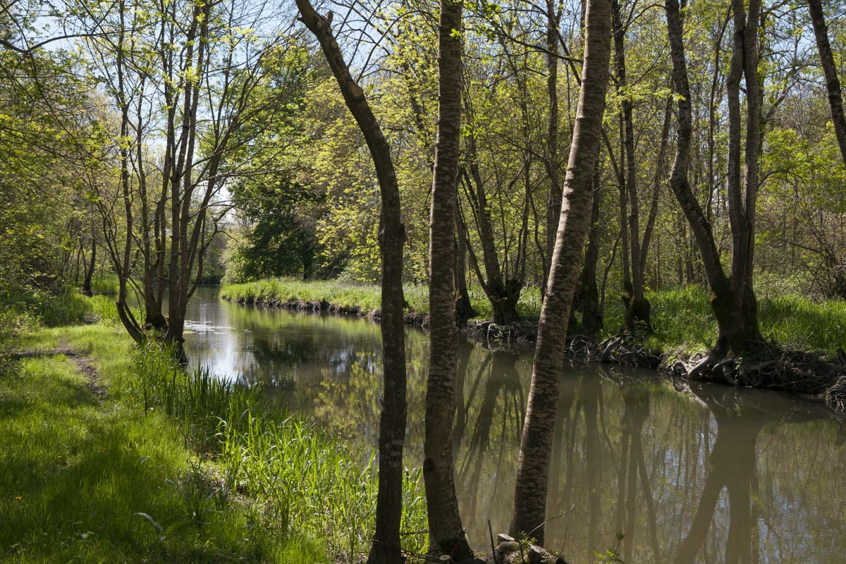 Bras de la Seugne dans les marais près de l'Aubrade.