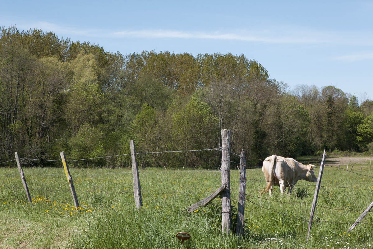 Paysage des bords de marais, au sud du Terrier de la Fade.