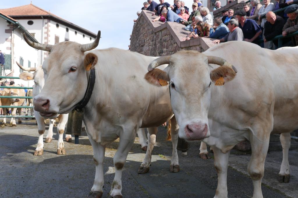 Fête de la Marque d'Urepel : vaches en attente d'être marquées.