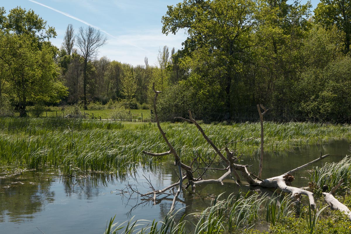 Les prairies du bord de la Charente au printemps.