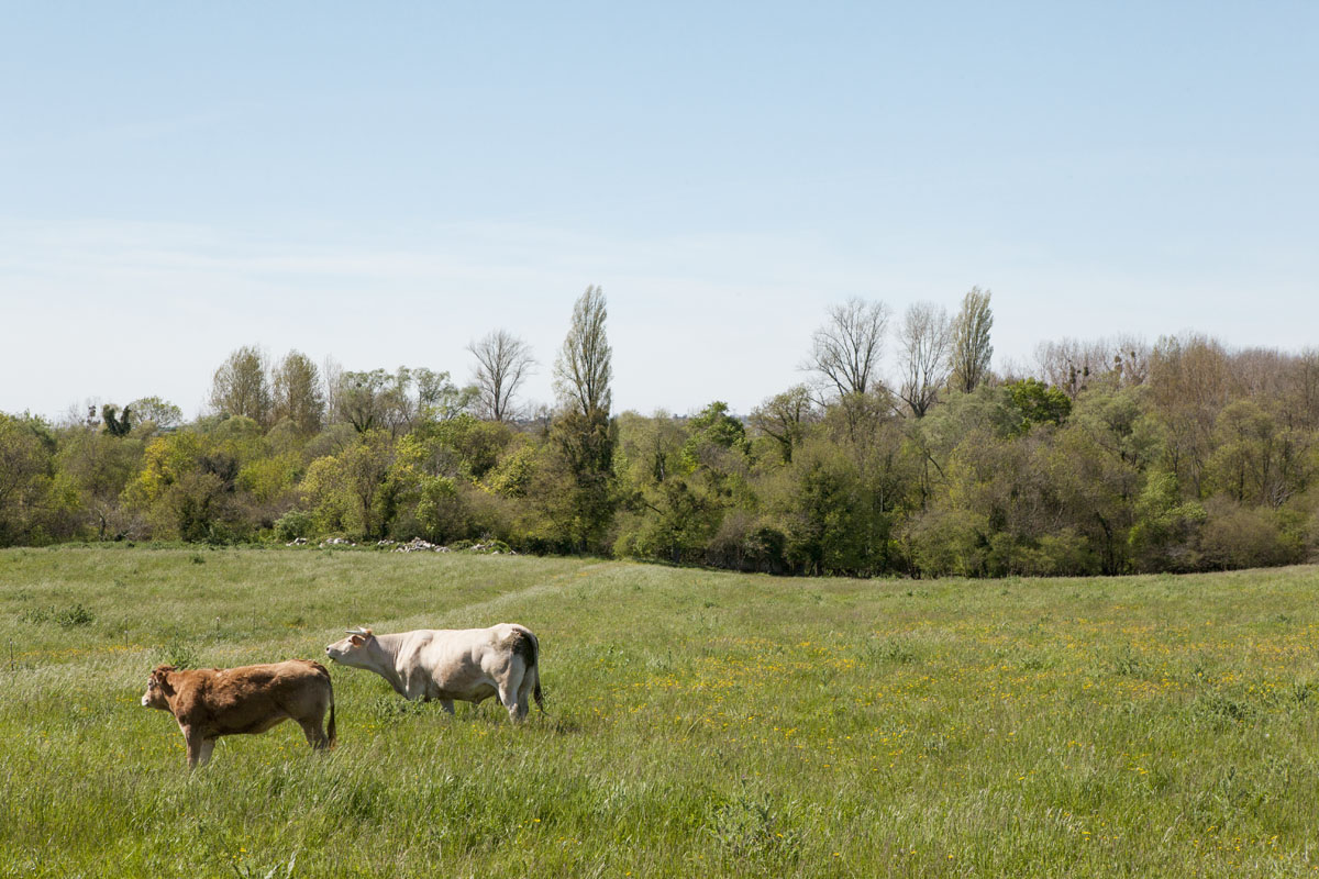 Paysage des bords de marais, au sud du Terrier de la Fade.