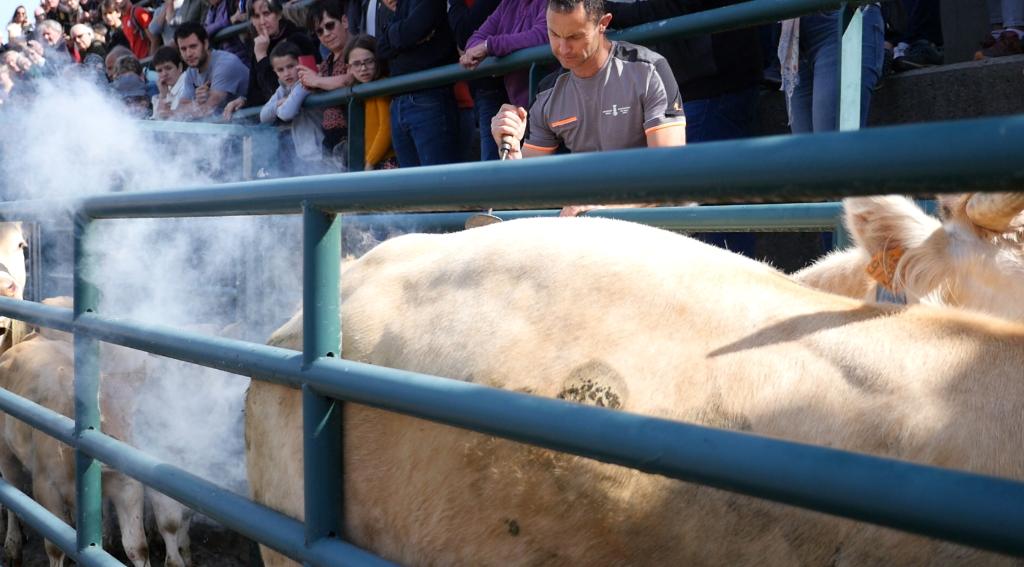 Fête de la Marque d'Urepel : marquage au fer rouge des vaches.