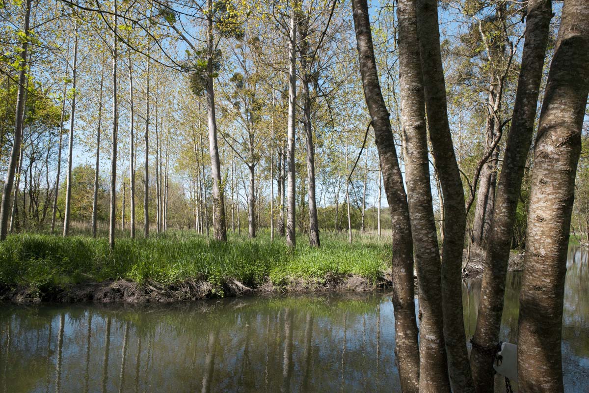 Bras de la Seugne dans les marais près de l'Aubrade.