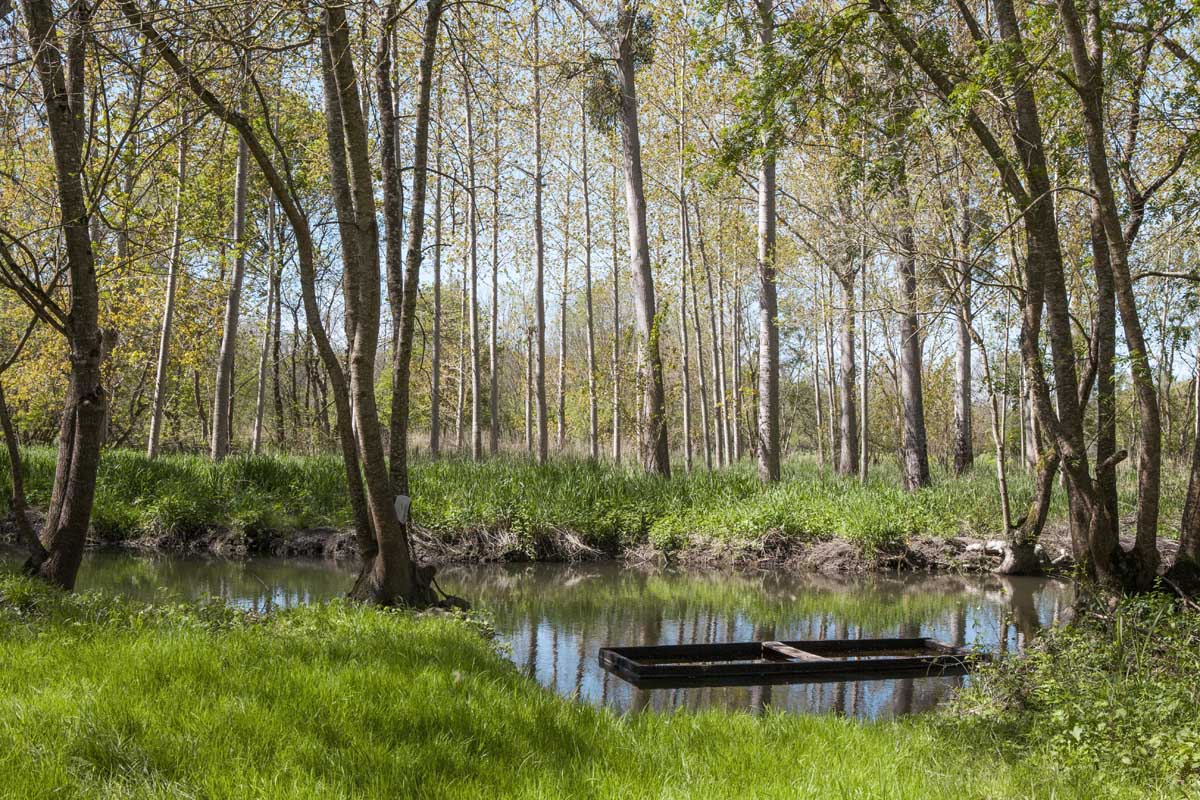 Bras de la Seugne dans les marais près de l'Aubrade.