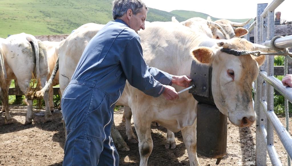 Fête de la Marque d'Urepel : arrivée au plateau de Sorrogain, dépôt des sonnailles.