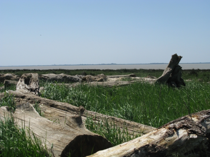 Bois roulé en bord d'estuaire.