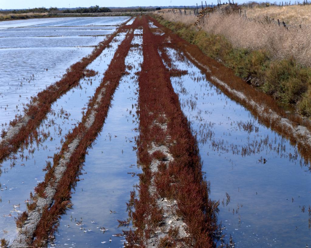 Marais salants.