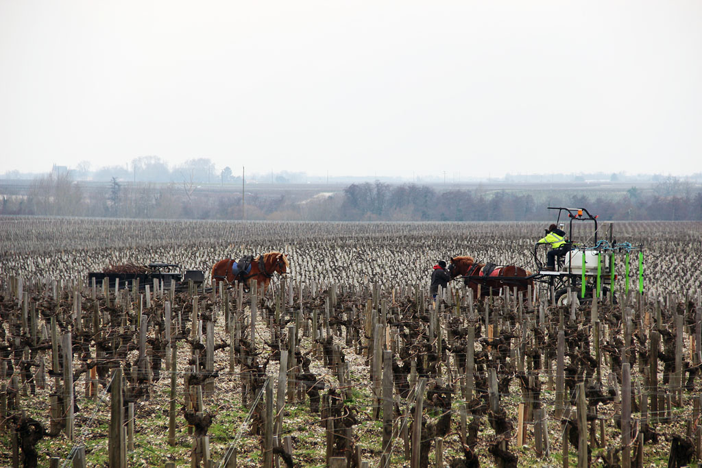 Travail dans les vignes.