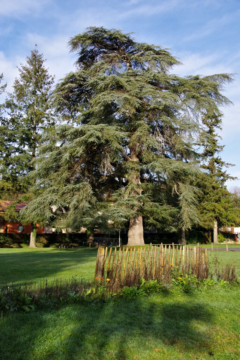 Vue d'un cèdre dans le parc de la mairie.