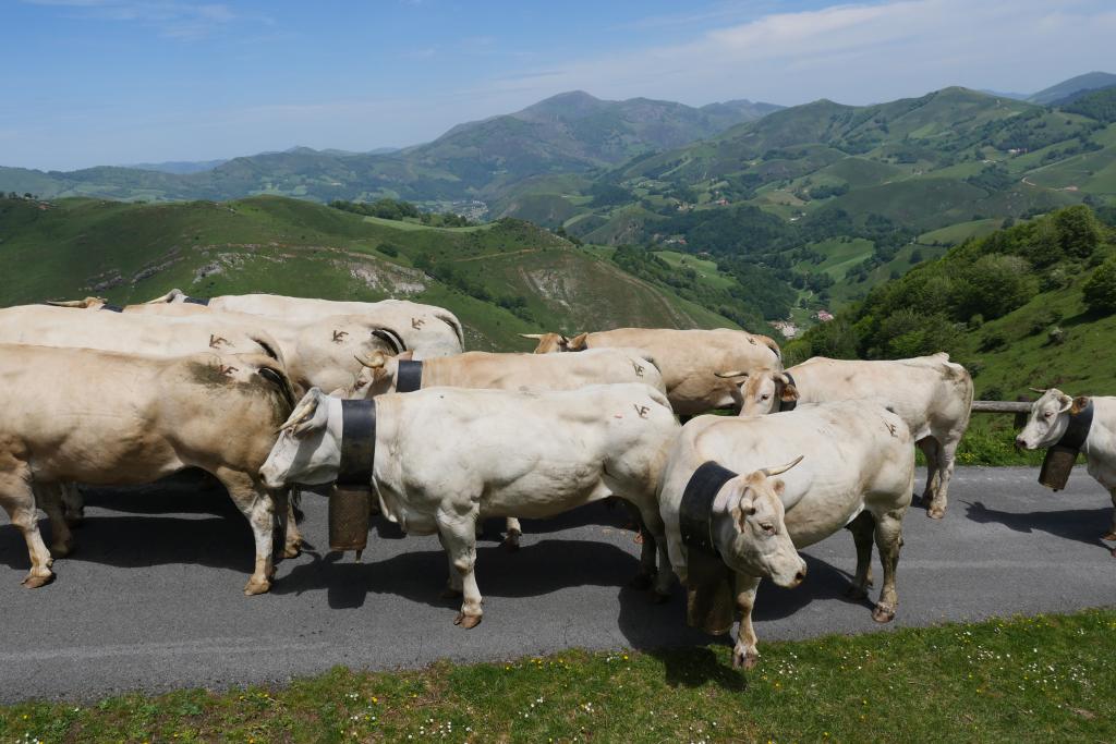 Fête de la Marque d'Urepel : montée d'un troupeau vers le plateau de Sorrogain.