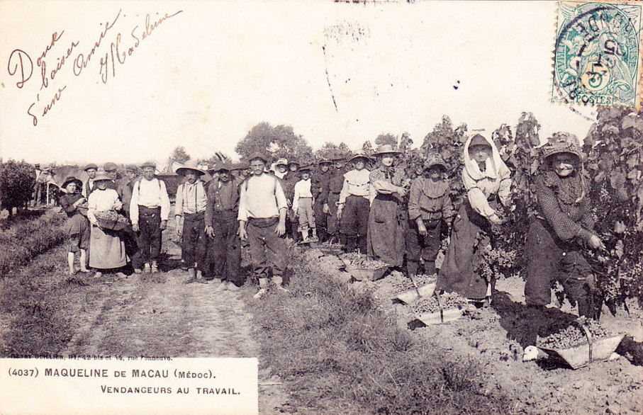 Carte postale. Coll. part.Vendangeurs au travail, avant 1922.