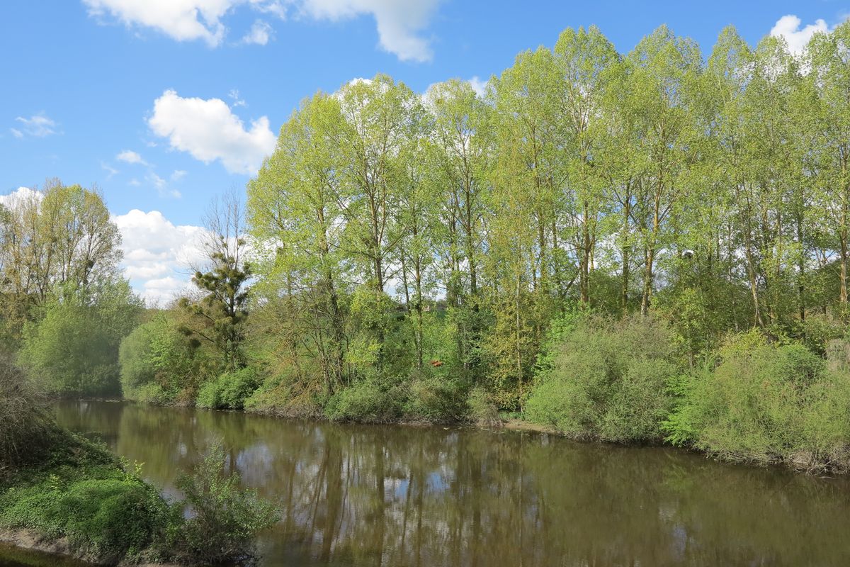 La rive gauche de la Gartempe à Pindray, vue depuis Jouhet.