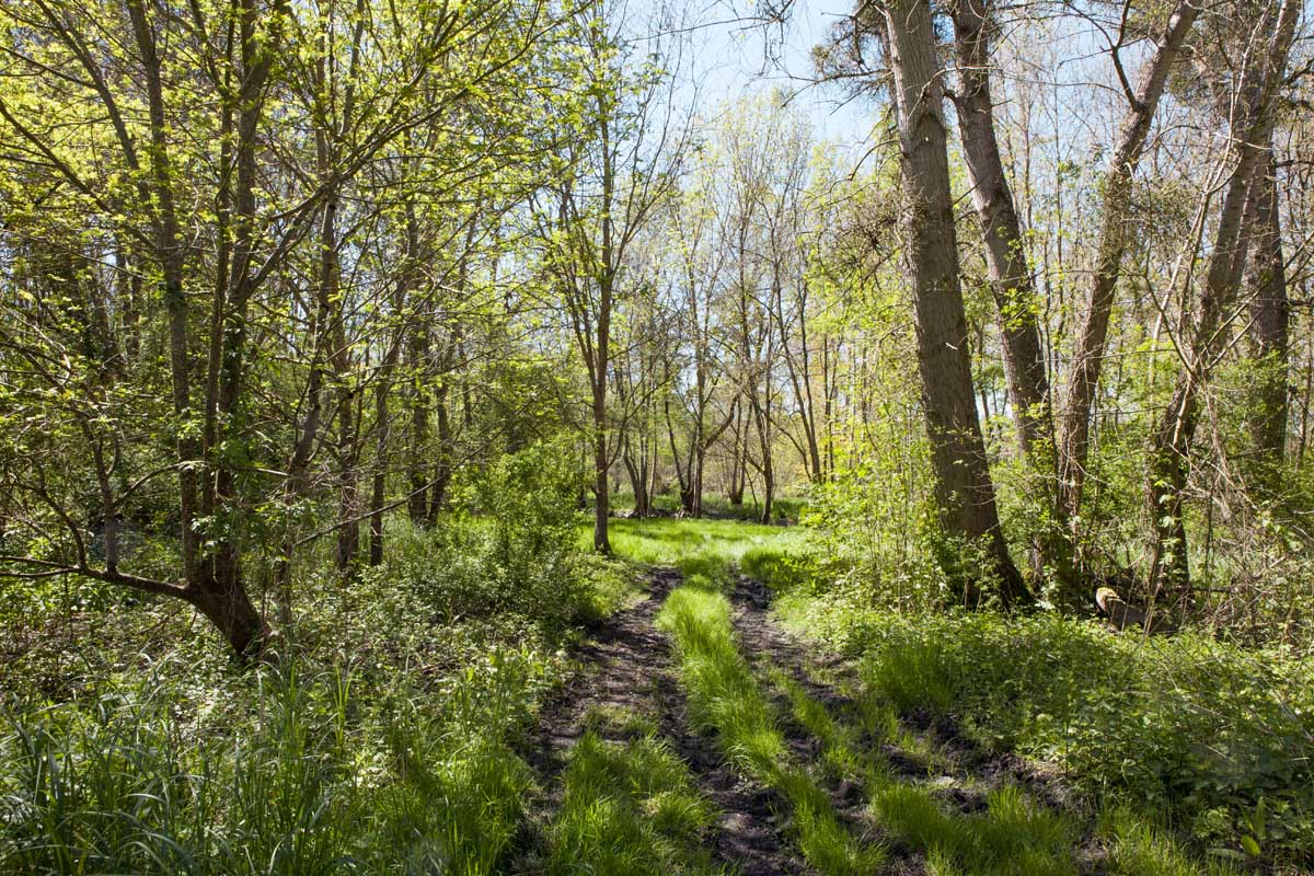 Chemin dans les marais près de l'Aubrade.