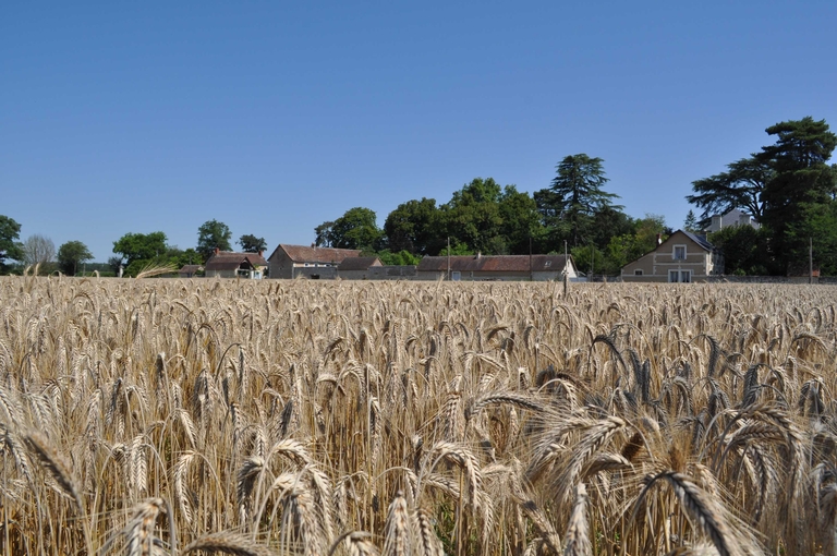 Champ de blé aux Basses-Patrières.