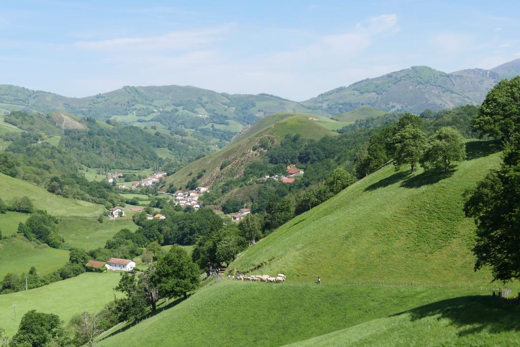 Fête de la Marque d'Urepel : troupeau montant vers le plateau de Sorrogain.