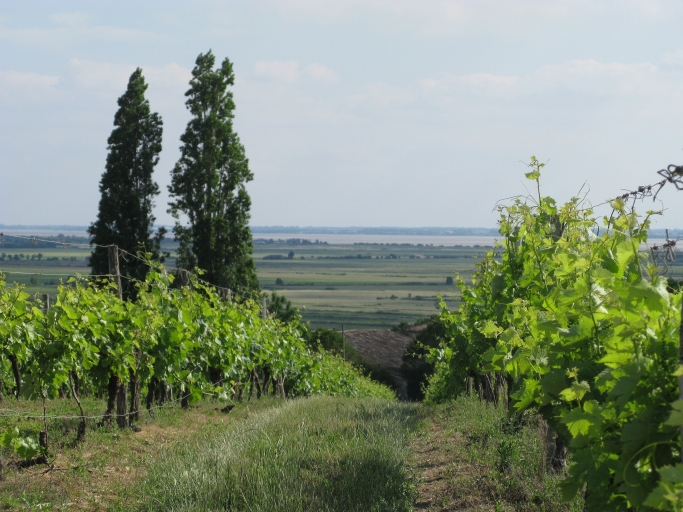 Vignes surplombant les marais près de Chez-Fumé.