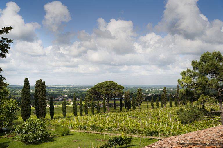 Alignement de cyprès et de pins parasols planté par François Mauriac.