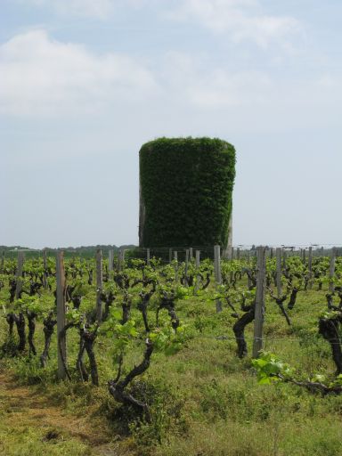 Vestiges de moulin abandonné au milieu des vignes, au Petit-Chenac, Chenac-Saint-Seurin-d'Uzet.