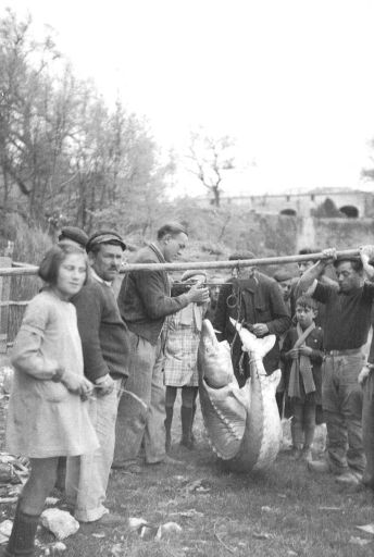 Pesée d'un esturgeon sur le port de Saint-Seurin-d'Uzet en 1941.