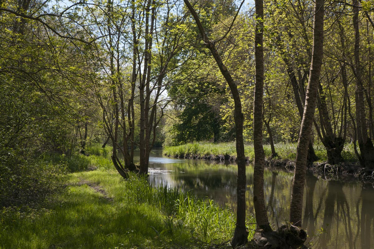 Bras de la Seugne dans les marais près de l'Aubrade.