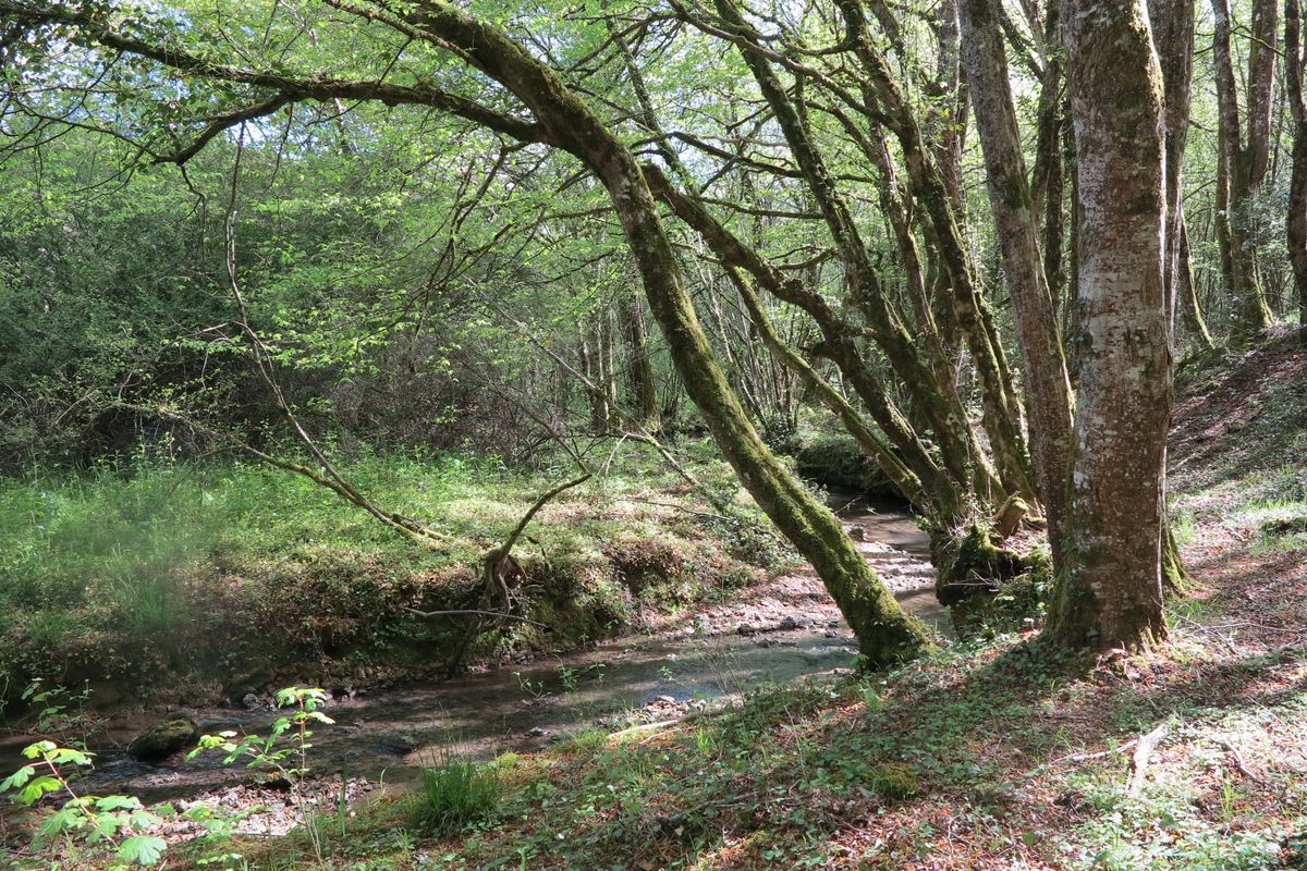 Ruisseau du Moulin de Pindray, en aval.