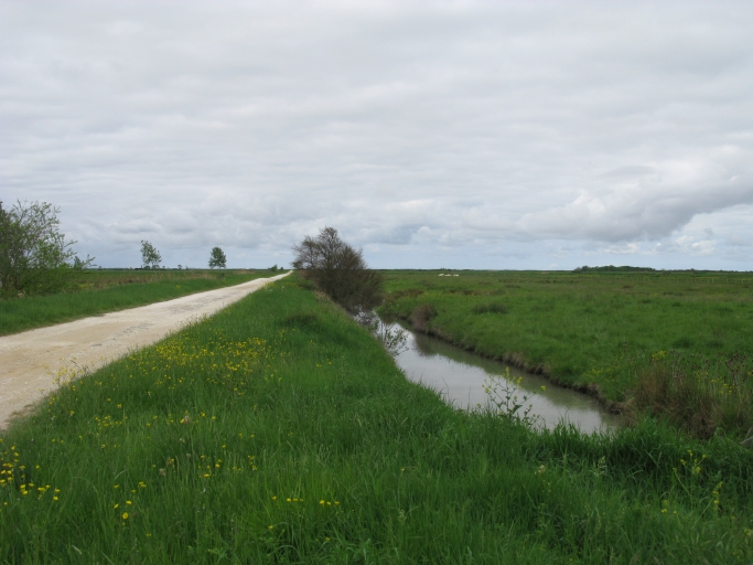 Paysage de marais desséchés.