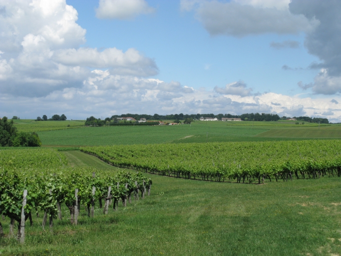 Paysage de plateau viticole vers la Ville.