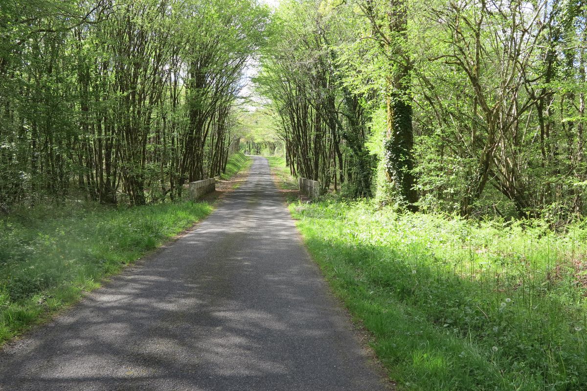 Pindray présente un important couvert boisé. Pont sur un ruisseau, vu depuis la route communale des Linères.