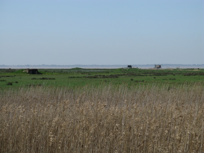 Joncs, tonne de chasse et carrelets en bord d'estuaire.