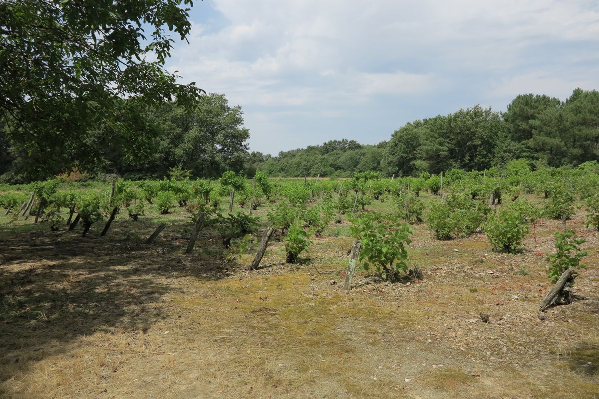 Vigne, au sud-ouest de l'Ébeaupin.