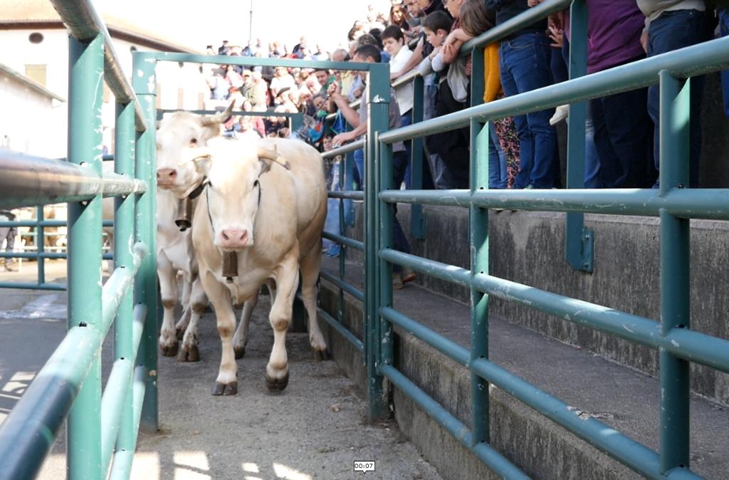 Fête de la Marque d'Urepel : marquage des vaches au fer rouge.