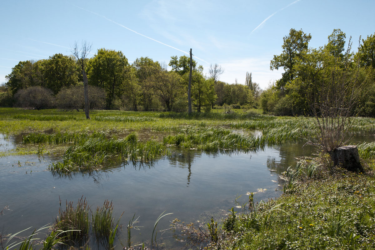 Les prairies du bord de la Charente au printemps.