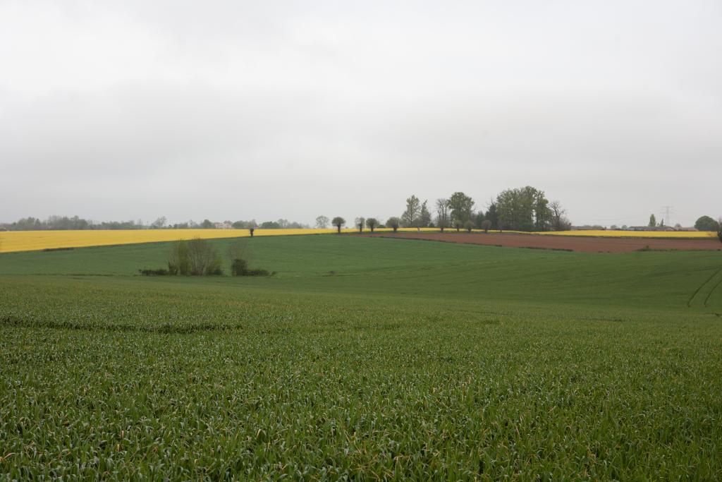 Paysage représentant la plaine de Niort.